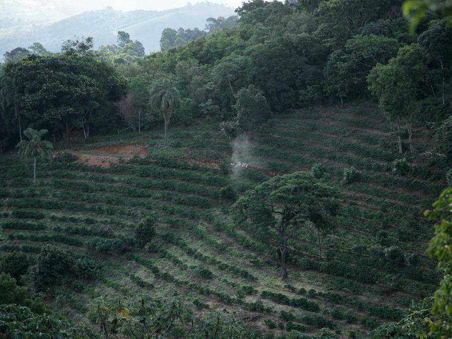 Agriculture & Plantation