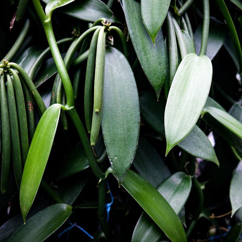 Vanilla beans
